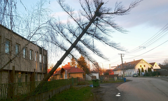 Nem csak a kar&aacute;csonyf&aacute;nk f&aacute;radt meg &ndash; A Kaposr&eacute;t-sor egyik f&aacute;j&aacute;t is m&aacute;r csak a l&eacute;lek tartja