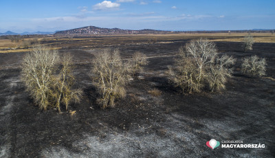 Megmenek&uuml;lt a fony&oacute;di n&aacute;dastűzben a r&eacute;tisasok f&eacute;szke &eacute;s toj&aacute;suk