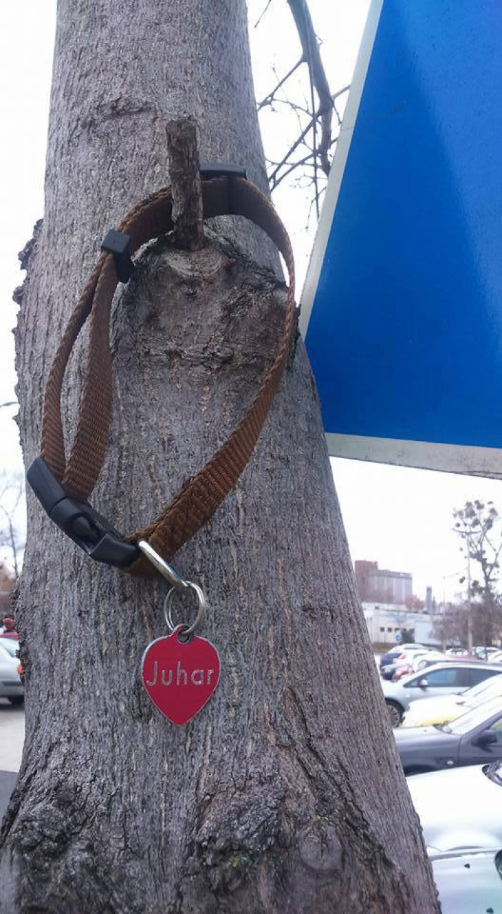 Elhagyott nyakörv keresi gazdáját! A kutyus gazdája pedig a nyakörvet...