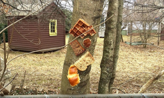 #budin&uuml;l&ouml;k - Ezt most mi&eacute;rt? Kenyereket ragasztanak f&aacute;k t&ouml;rzs&eacute;re a leg&uacute;jabb őr&uuml;let h&oacute;dol&oacute;i