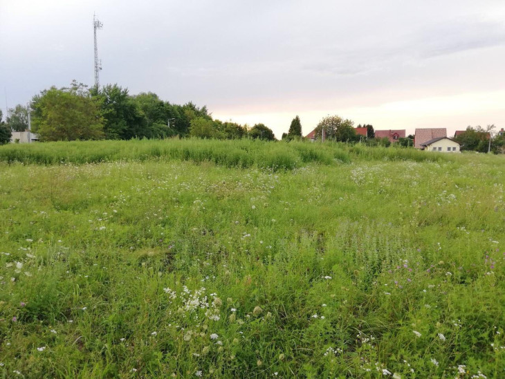 A gyerekeket már nem engedik le játszani az Uránián - Két méteresre nőtt a parlagfű