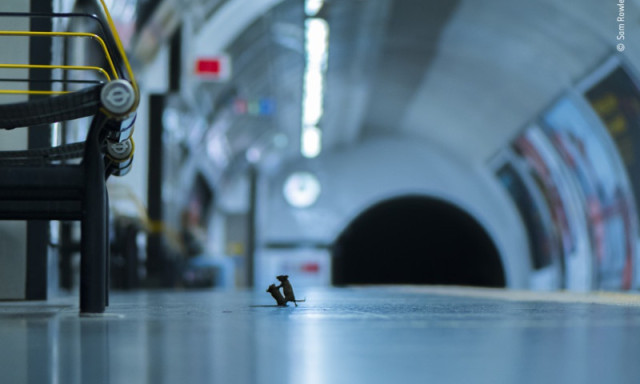 Az &eacute;v, a h&oacute;nap, a nap, az &oacute;ra fot&oacute;ja: Morzs&aacute;&eacute;rt buny&oacute;z&oacute; egerek a londoni metr&oacute;ban