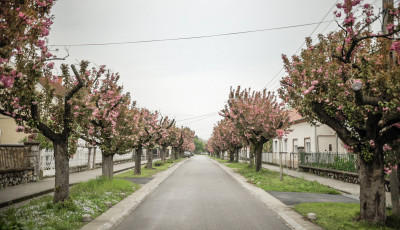 Volt m&aacute;r szebb is - Kicsit sz&aacute;rnyaszegetten, de ny&iacute;lnak a Temesv&aacute;r utca cseresznyef&aacute;i!