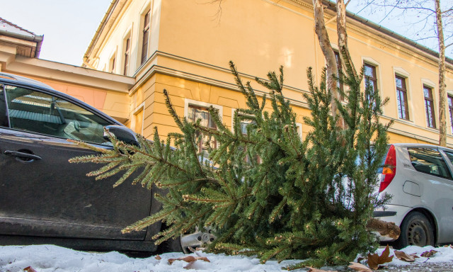 Kar&aacute;csonyf&aacute;k bor&iacute;tj&aacute;k Kaposv&aacute;r utc&aacute;it! - GAL&Eacute;RIA