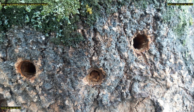 Barb&aacute;rs&aacute;g! Lyukakat f&uacute;rtak &eacute;s g&aacute;zolajat locsoltak si&oacute;foki f&aacute;k t&ouml;rzs&eacute;be