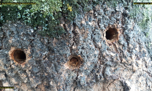 Barb&aacute;rs&aacute;g! Lyukakat f&uacute;rtak &eacute;s g&aacute;zolajat locsoltak si&oacute;foki f&aacute;k t&ouml;rzs&eacute;be