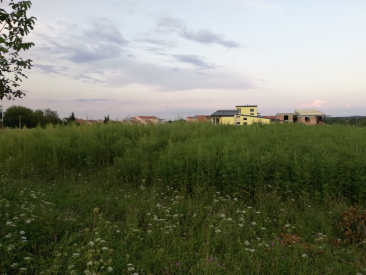 A gyerekeket már nem engedik le játszani az Uránián - Két méteresre nőtt a parlagfű