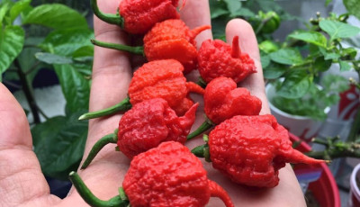 &Uacute;j rekord a paprik&aacute;k vil&aacute;g&aacute;ban! Hal&aacute;los, 2.69 milli&oacute; SHU-t tud a Pepper X