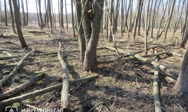 Hal&aacute;lt okozott a szakszerűtlen fad&ouml;nt&eacute;s Nagybajomban