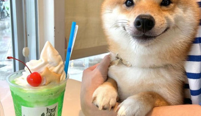 Na vajon mitől mosolyog ez a Shiba Inu &uacute;gy, mint a tejbet&ouml;k?