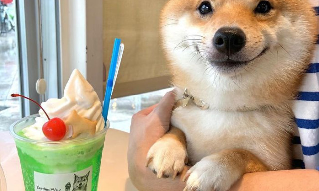 Na vajon mitől mosolyog ez a Shiba Inu &uacute;gy, mint a tejbet&ouml;k?