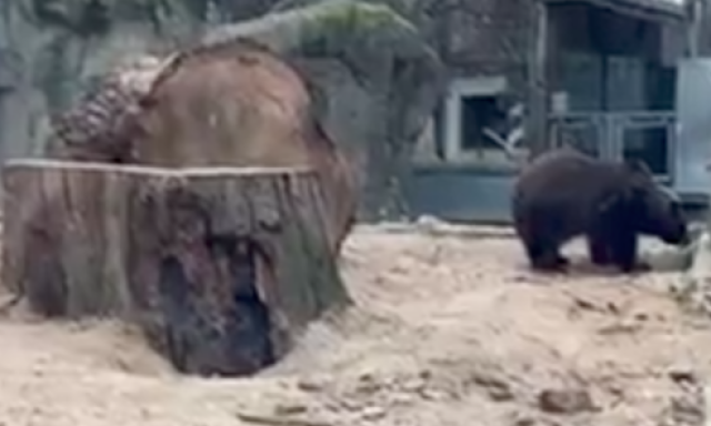 Balu szerint m&aacute;r j&ouml;n a tavasz - VIDE&Oacute;