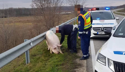 Aut&oacute;p&aacute;ly&aacute;n k&oacute;ric&aacute;l&oacute; diszn&oacute;t fogtak a rendőr&ouml;k - A gazd&aacute;ja visszaj&ouml;tt &eacute;rte, &eacute;s lev&aacute;gta