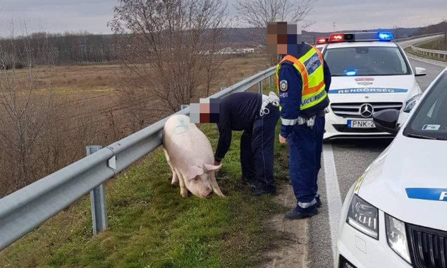 Aut&oacute;p&aacute;ly&aacute;n k&oacute;ric&aacute;l&oacute; diszn&oacute;t fogtak a rendőr&ouml;k - A gazd&aacute;ja visszaj&ouml;tt &eacute;rte, &eacute;s lev&aacute;gta