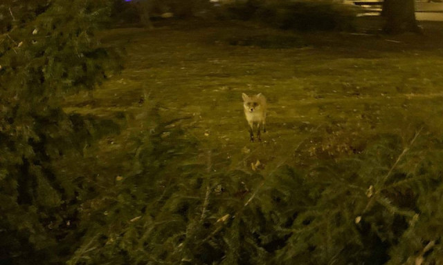 Egyre t&ouml;bb a r&oacute;ka a Kinizsi &eacute;s a Toldi k&ouml;rny&eacute;k&eacute;n, a lak&oacute;k agg&oacute;dnak