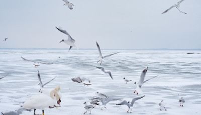 Nemsok&aacute;ra elkezdhet befagyni a Balaton