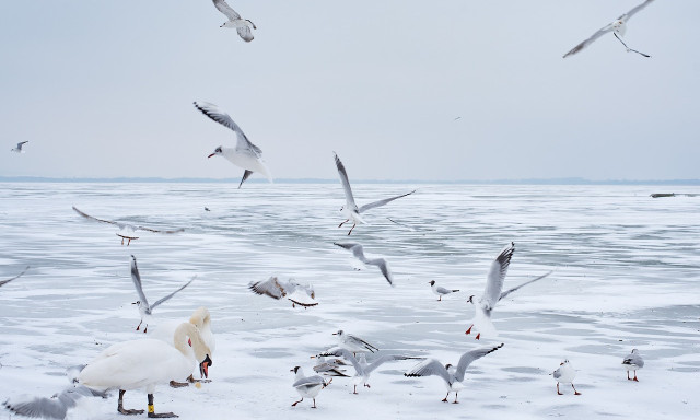 Nemsok&aacute;ra elkezdhet befagyni a Balaton